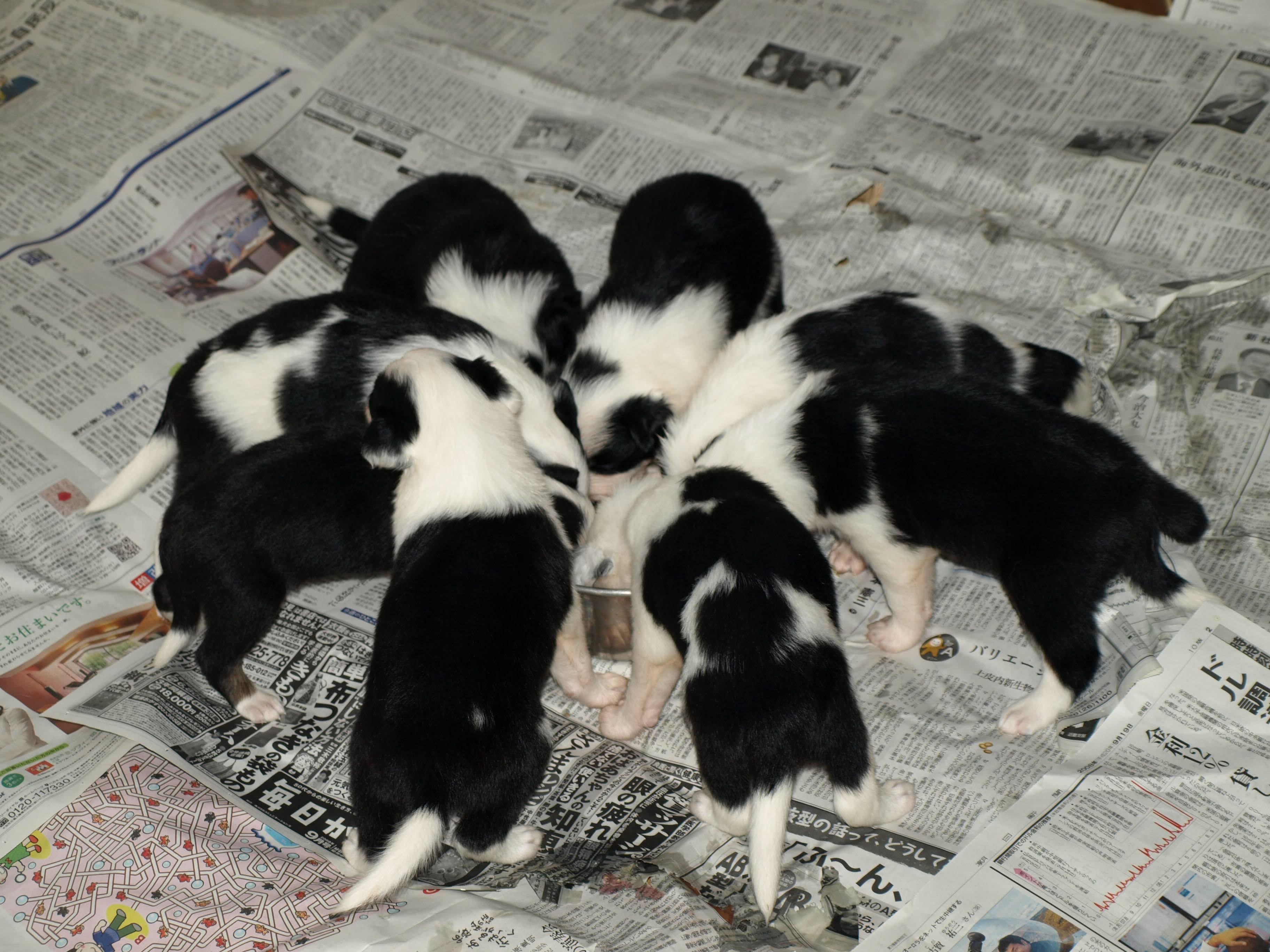 グレッグの子どもたち